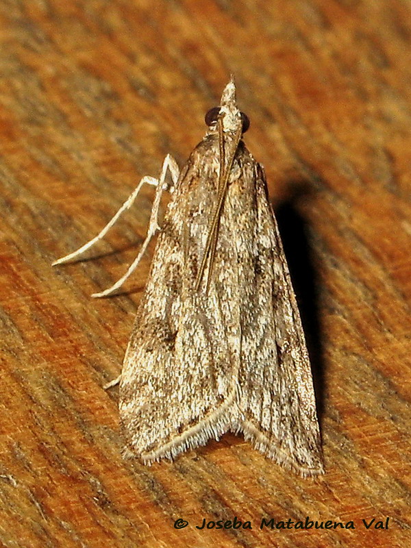 Eudonia pallida - Pyralidae ?